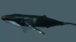 Humpback Whale rigged animated 3D model