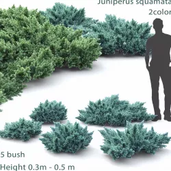 Juniperus Squamata 01 3D model