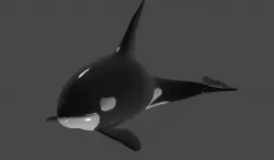 Killer Whale -Orca- rigged and ready for animating 3D Model Low-poly 3D model