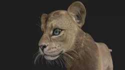 LION-027 Lion Cub 3D model