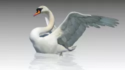 Mute Swan Low-poly 3D model