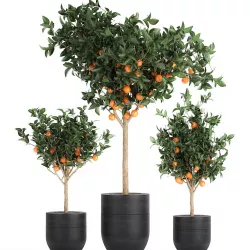 Orange tree for the interior in black pot 717 3D model