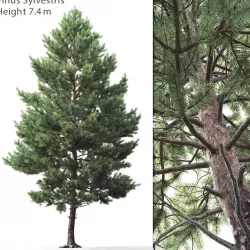 Pinus Sylvestris 03 3D model
