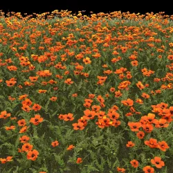 Poppy field 3D model