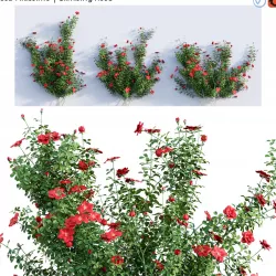 Rosa Altissimo - Climbing Rose 01 3D model