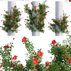 Rosa Altissimo - Climbing Rose 02 3D model