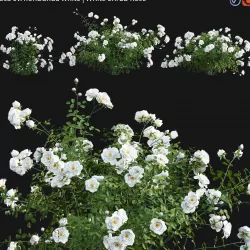 Rosa cv floribunda white  - White Shrub Rose 01 3D model