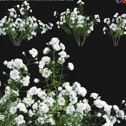 Rosa cv floribunda white - White Shrub Rose 02 3D model
