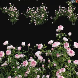 Rosa Eden Climbing - Eden Climbing Rose 01 3D model