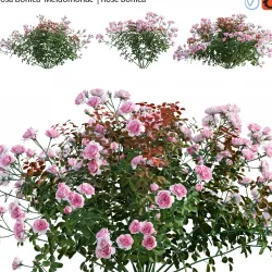 Rose - Rosa bonica Meidomonac - Rose Bonica - 01 3D model