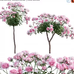 Rose - Rosa bonica Meidomonac - Rose Bonica - 02 3D model