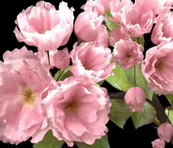 Sakura branches in a vase 3D model