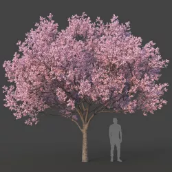 Sakura Tree 3D model