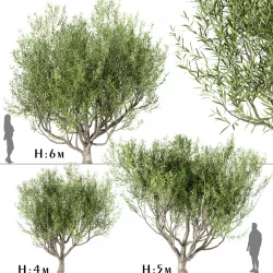 Set of Olive Trees or Olea Europaea - 3 Trees 3D model