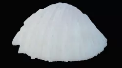 Sharp Bivalve Sea Shell Low-poly 3D model