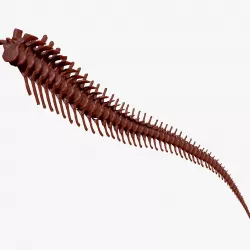 Spinosaurus Tail Skeletons Set 3D model