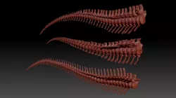 Spinosaurus - Tyrannosaurus - Giganotosaurus Tail Skeletons Set 3D model