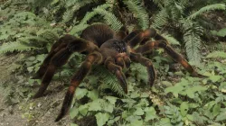Tarantula Spider 3D model