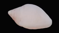 Tiny Dove Sea Shell Low-poly 3D model