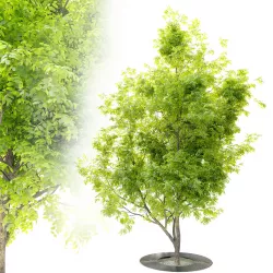 Tree with metal grate 2 3D model