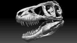 Tyrannosaurus Rex SUE Skull Set 3D model
