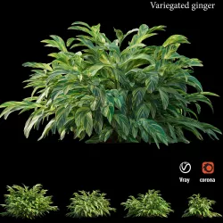 Variegated ginger 3D model