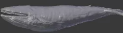 Whale Blender file 3D model