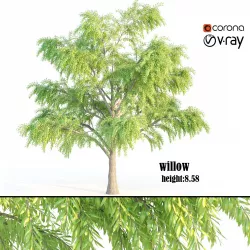 willow tree 3D model