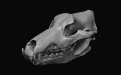 Wolf Skull  3D model