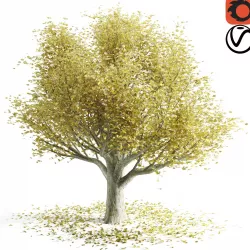 Autumn beech 3D model
