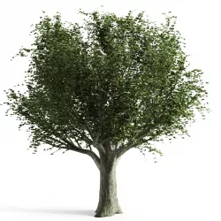 Beech spring tree 3D model