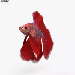Betta Fish HD 3D model