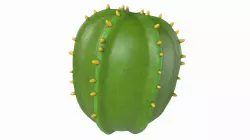 Cartoon cactus v02 3D model