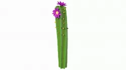 Cartoon cactus v04 3D model