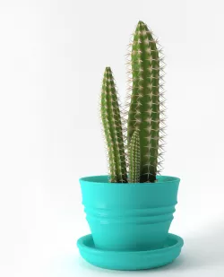 Cereus Cactus 3D model