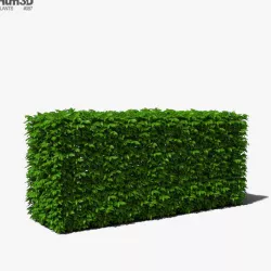 Cherry Laurel 3D model