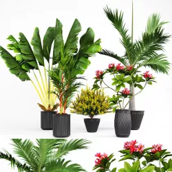 Collection of Plant 01 3D model