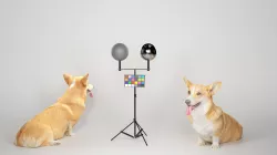 Corgi dog sitting 02 Low-poly 3D model