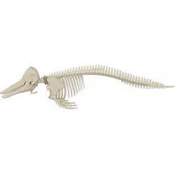 Dolphin Skeleton 3D model