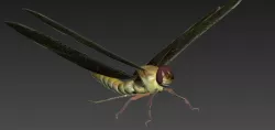 DRAGONFLY 3D model