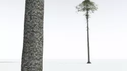 EVERYPlant Monkey Puzzle Tree 01 --12 Models-- 3D model