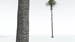 EVERYPlant Monkey Puzzle Tree 02 --12 Models-- 3D model