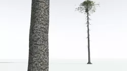EVERYPlant Monkey Puzzle Tree 03 --12 Models-- 3D model