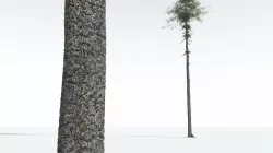 EVERYPlant Monkey Puzzle Tree 04 --12 Models-- 3D model
