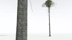 EVERYPlant Monkey Puzzle Tree 05 --12 Models-- 3D model