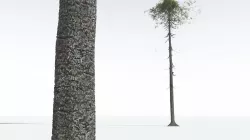 EVERYPlant Monkey Puzzle Tree 06 --12 Models-- 3D model