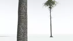 EVERYPlant Monkey Puzzle Tree 07 --12 Models-- 3D model