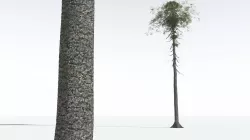 EVERYPlant Monkey Puzzle Tree 08 --12 Models-- 3D model