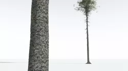 EVERYPlant Monkey Puzzle Tree 09 --12 Models-- 3D model