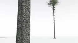 EVERYPlant Monkey Puzzle Tree 10 --12 Models-- 3D model